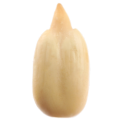 Butter Buds® non-dairy concentrates aus Sonnenblumenöl