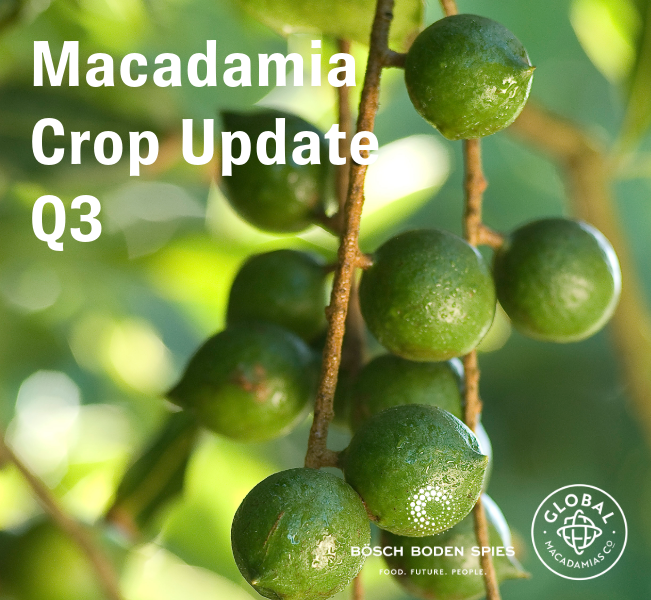 Global Update 2 - Macadamia Market Update Q3 2025