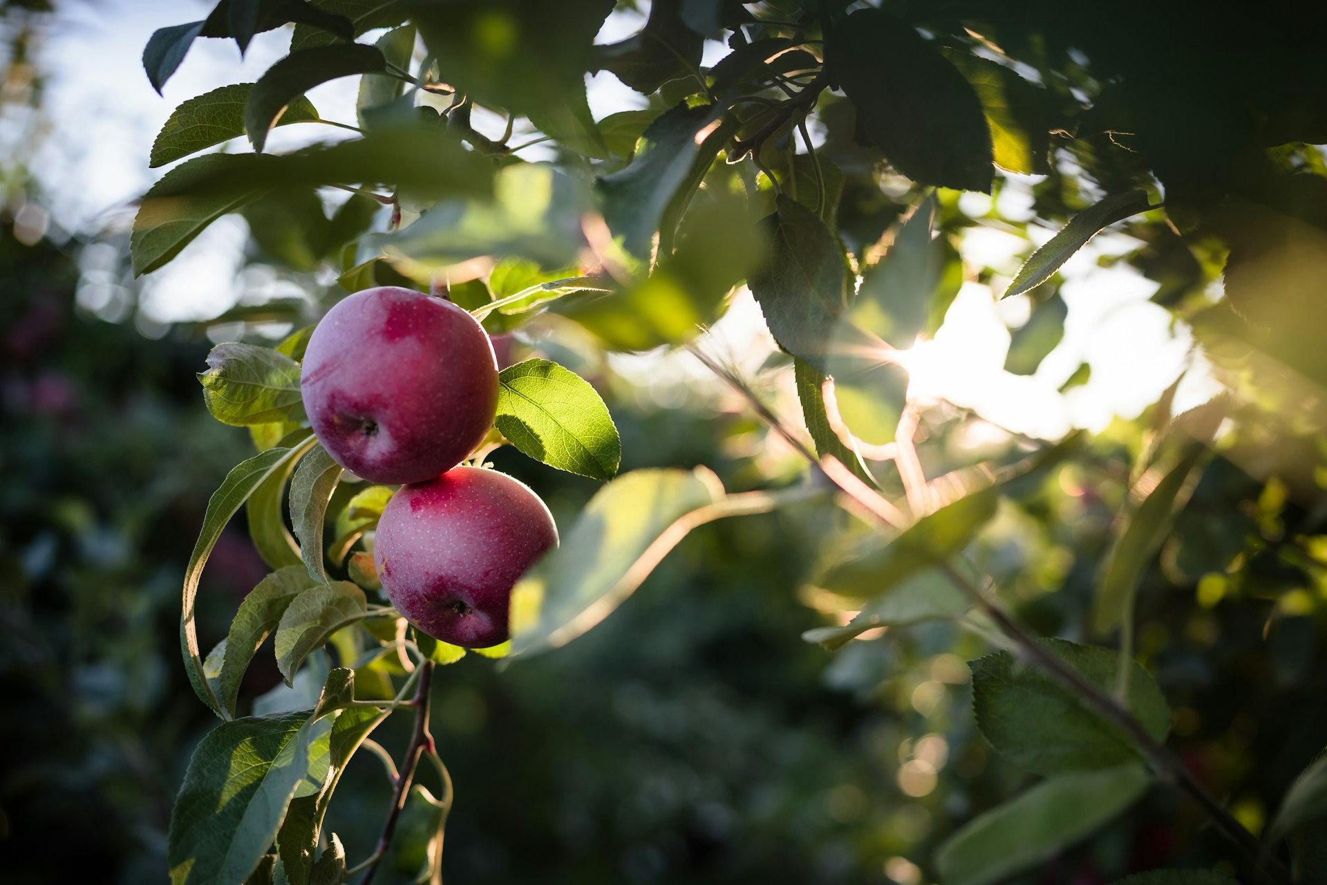 Apfel Crop Update