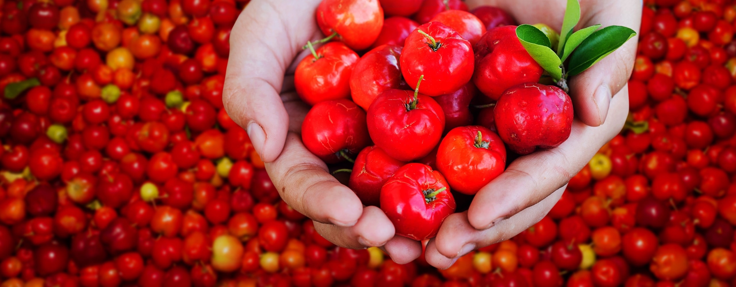 Frische Rote Acerola in Händen