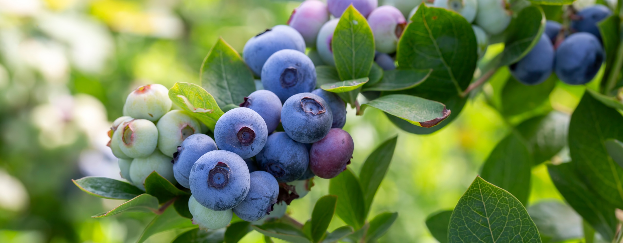 Blaubeeren