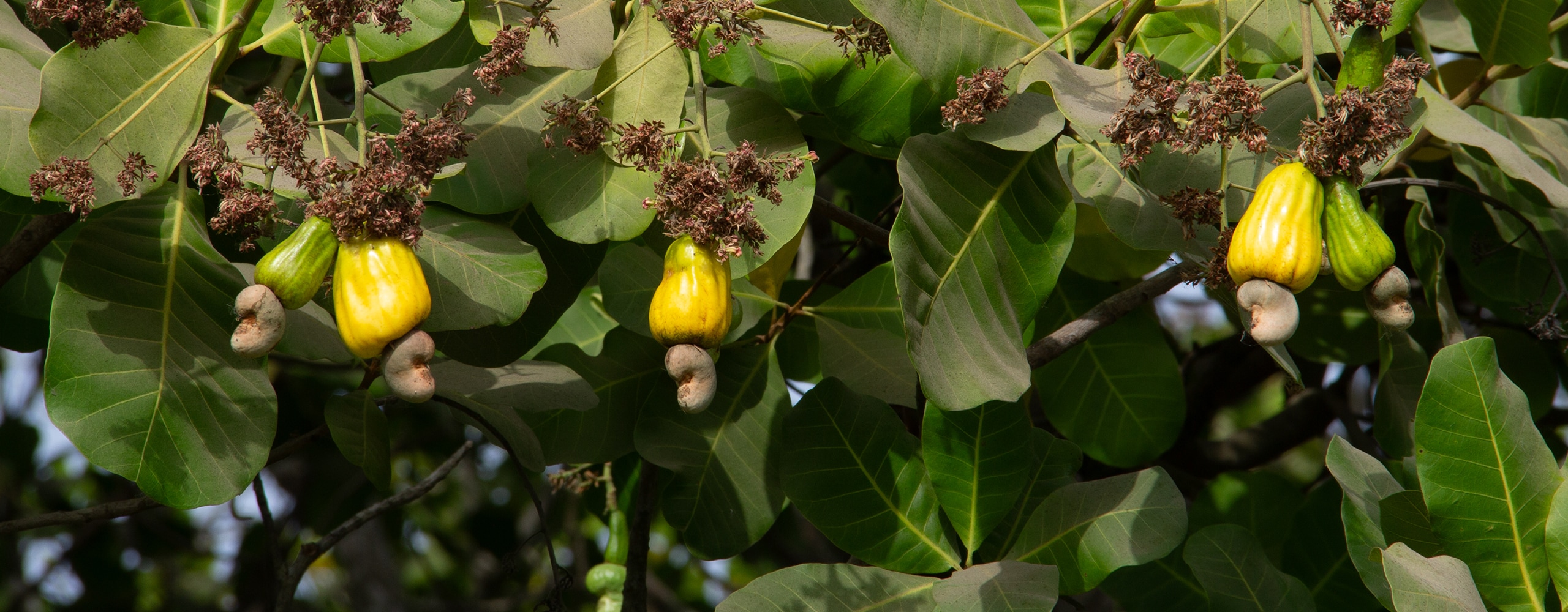 Frische Cashew am Baum