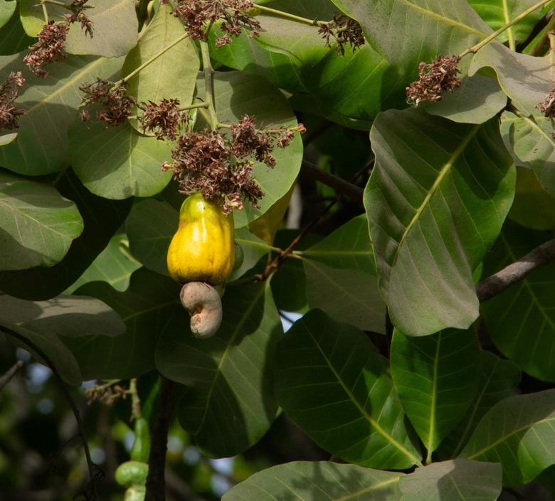 frische Cashew am Baum