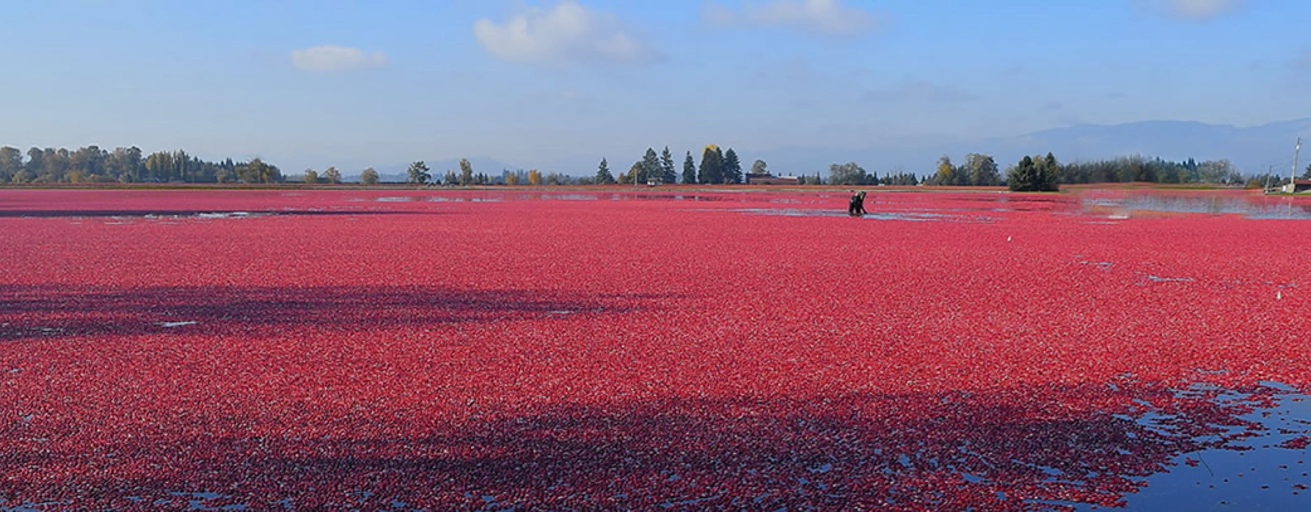 Cranberry Bog