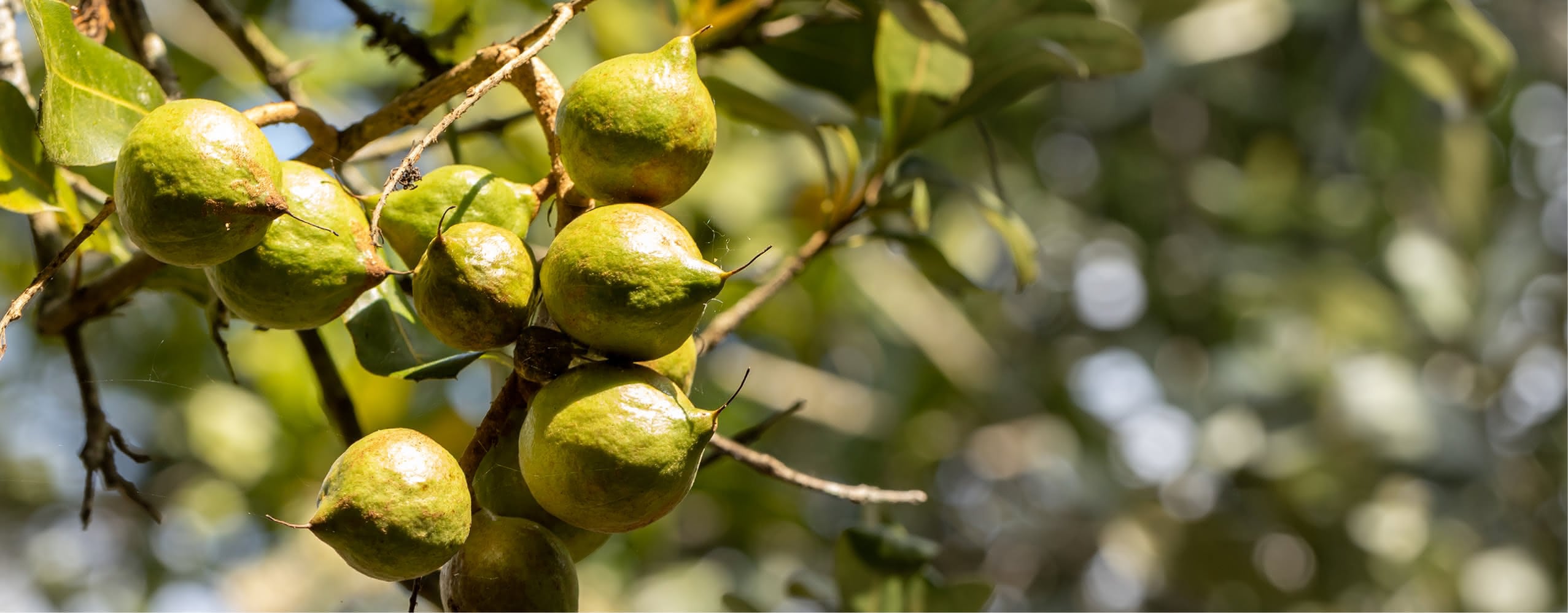 Macadamias in ihrer Schale an einem grünen Zweig