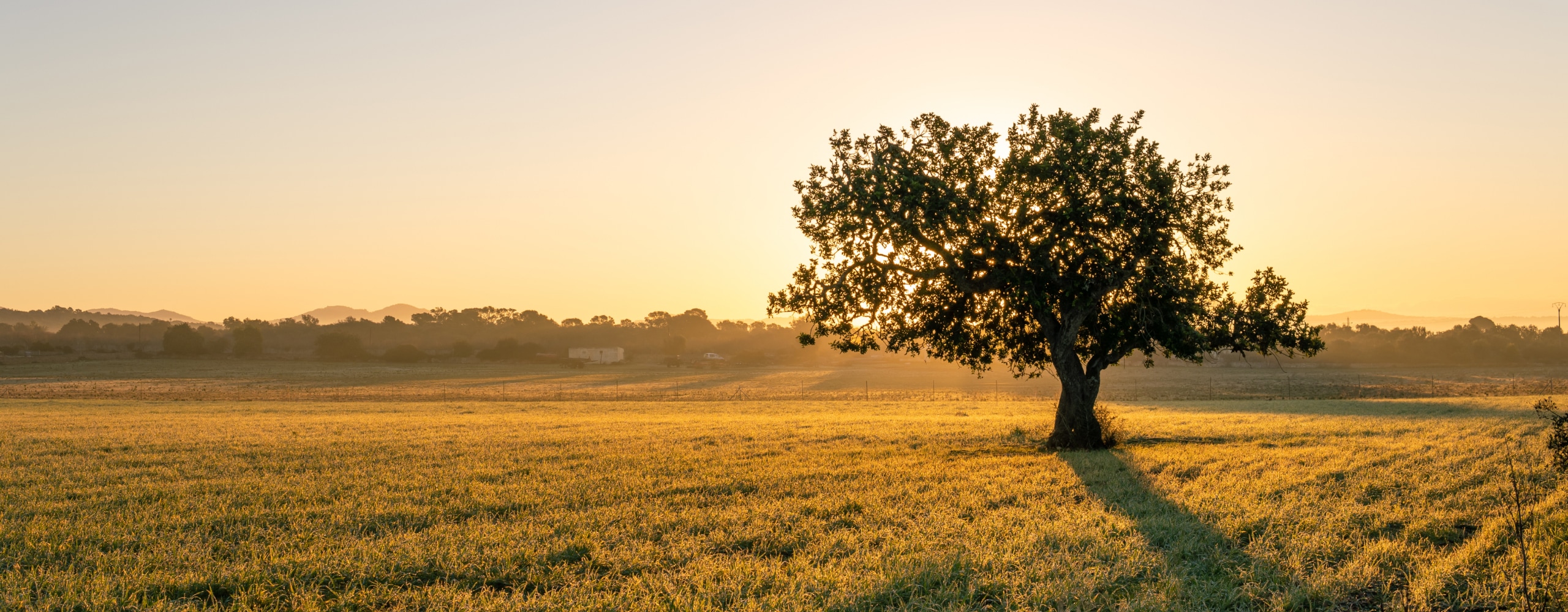 Baum bei Sonnenuntergang