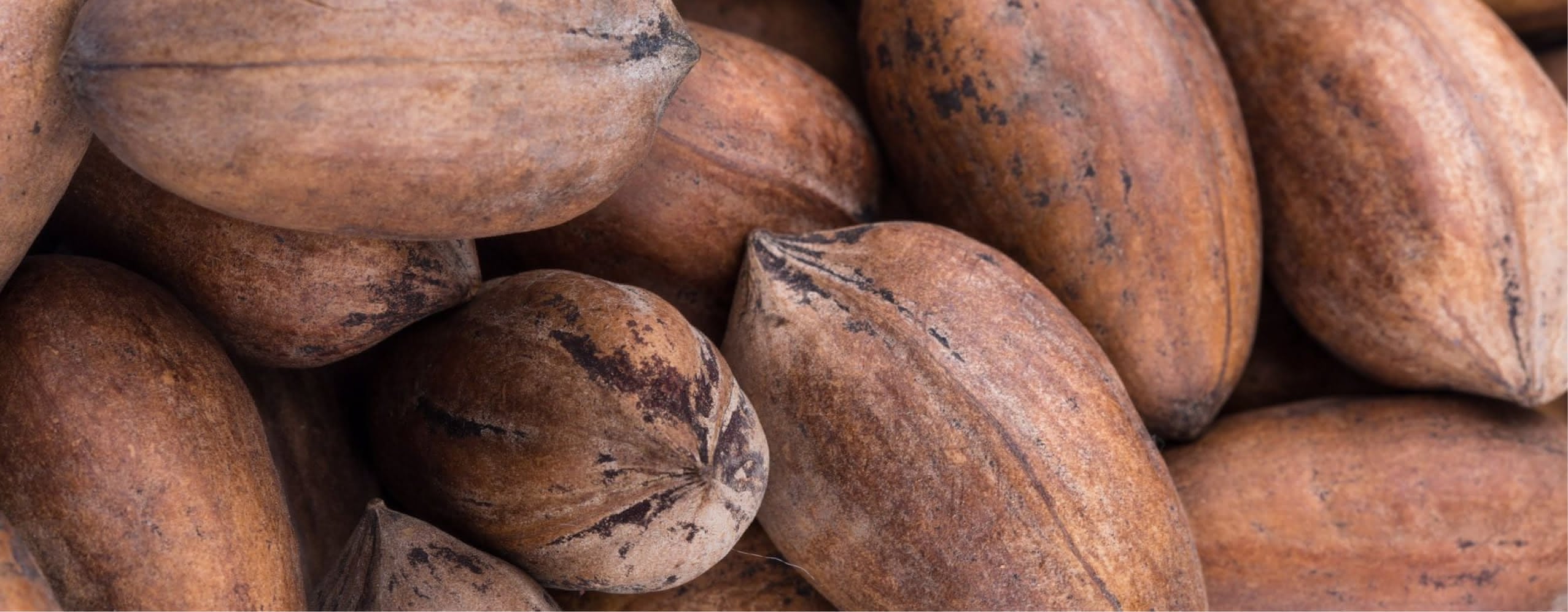 Pekannuss, pecan
