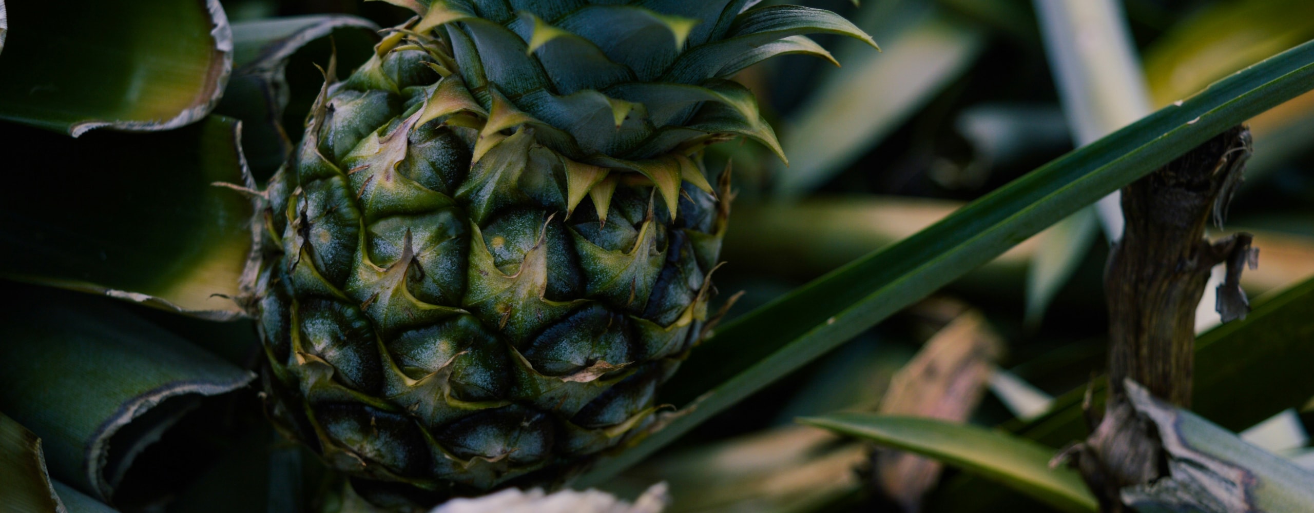 frische Ananas noch nicht geerntet