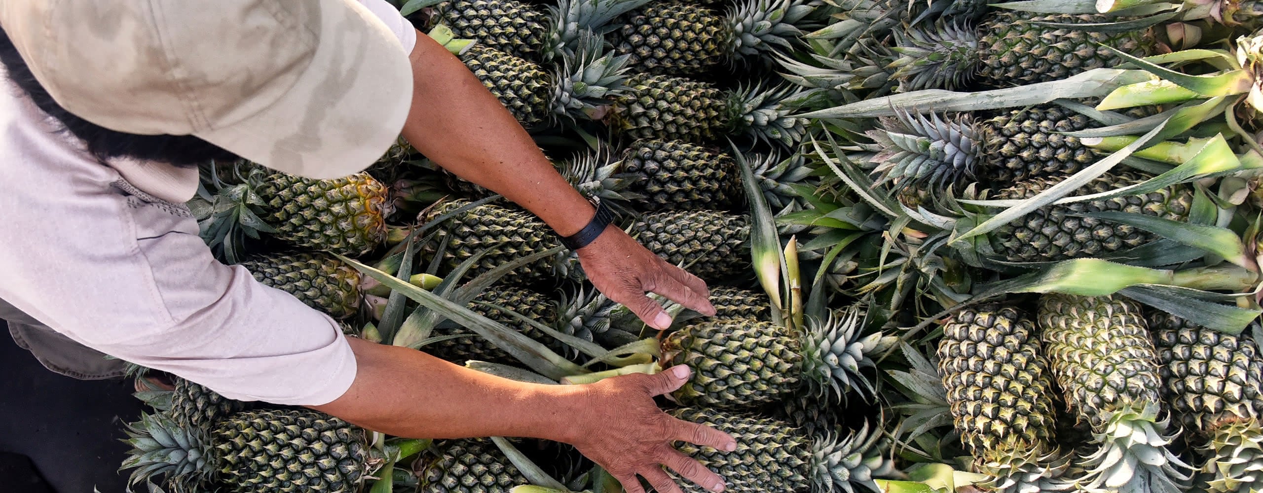 Ananas