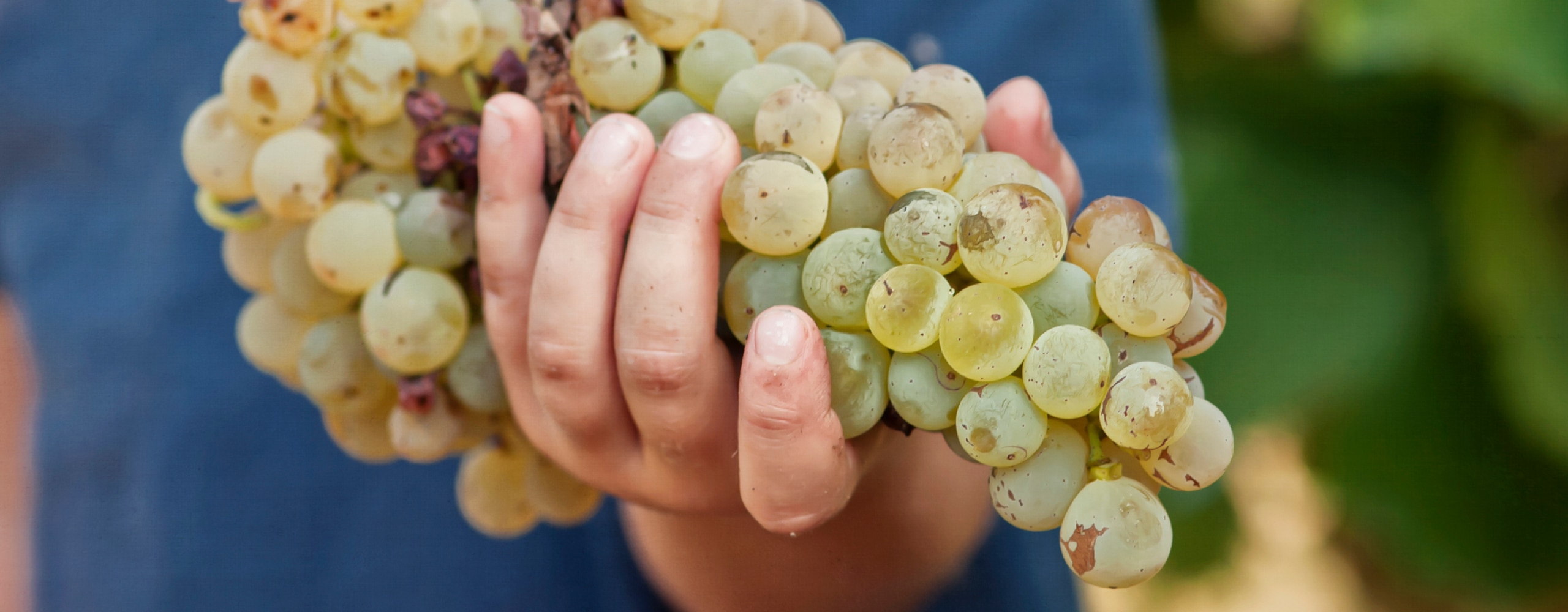Frische grüne Thompson Seedless Weintraube – Ausgangsprodukt für australische Premium-Sultaninen