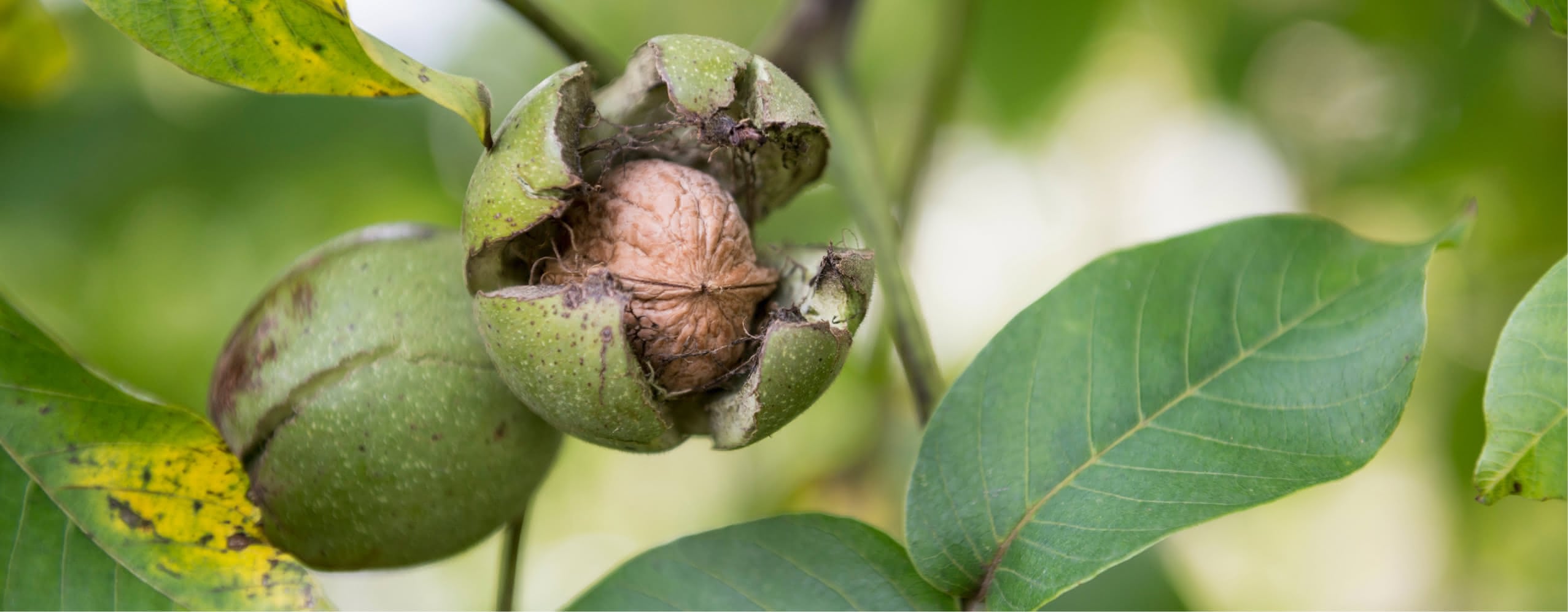 Walnut