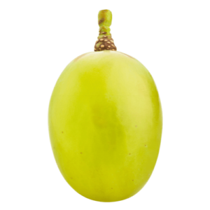 Frische grüne Thompson Seedless Weintraube – Ausgangsprodukt für kalifornische Rosinen