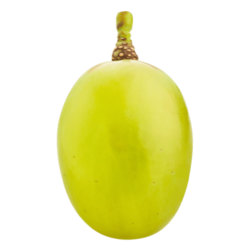 Frische grüne Thompson Seedless Weintraube – Ausgangsprodukt für australische Premium-Sultaninen
